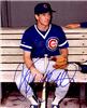 Ryne Sandberg autographed