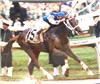 Smarty Jones - Stewart Elliot autographed