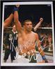 Fabricio Werdum autographed